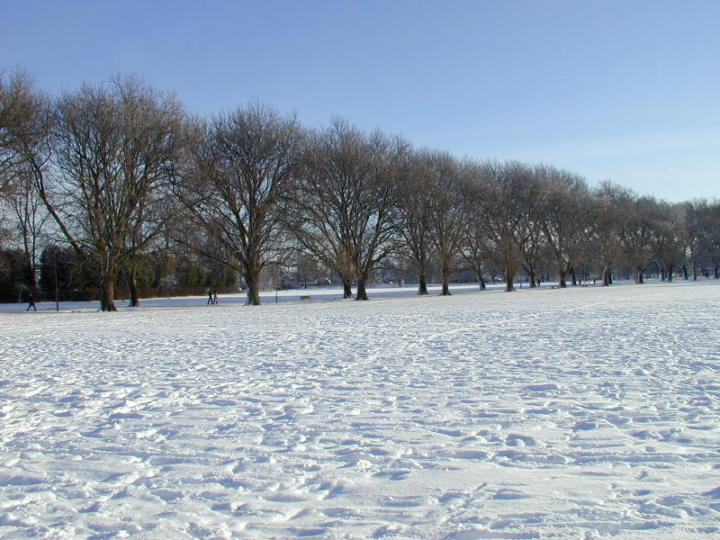 Plane trees, Jesus Green, Cambridge, England