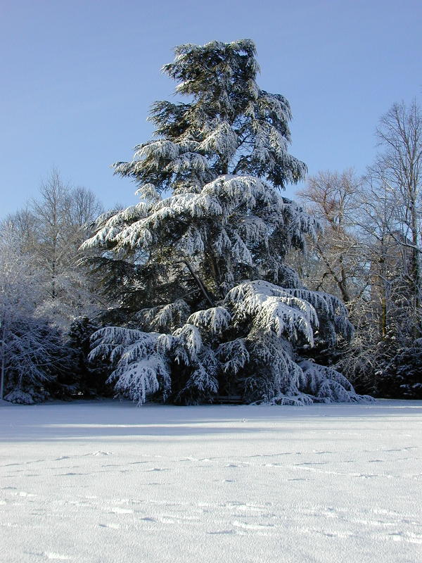 tree, Trinity College Backs, Cambridge, England