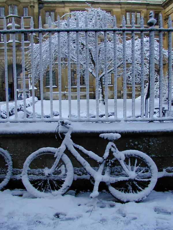 bicycle and cherry tree, Clare College, Cambridge, England
