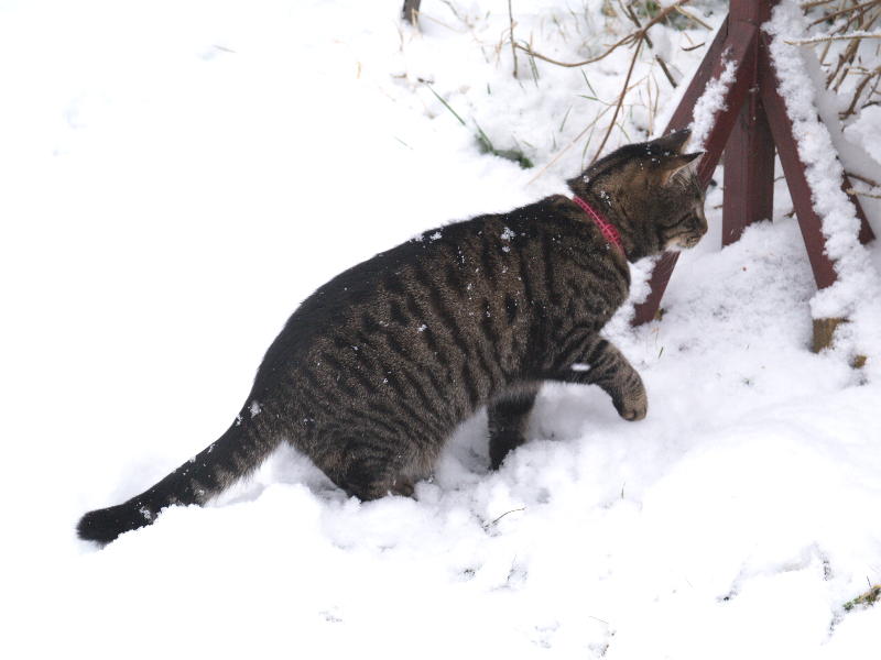 Faris (the cat) hunting in the snow, Roseford Road, Cambridge, England