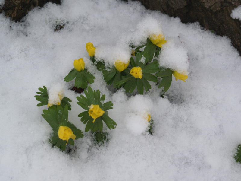 Aconites, Trinity College, Cambridge, England