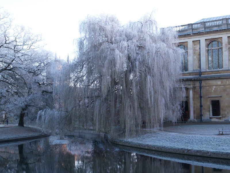 willow tree in front of Wren Library, Trinity College, Cambridge, England