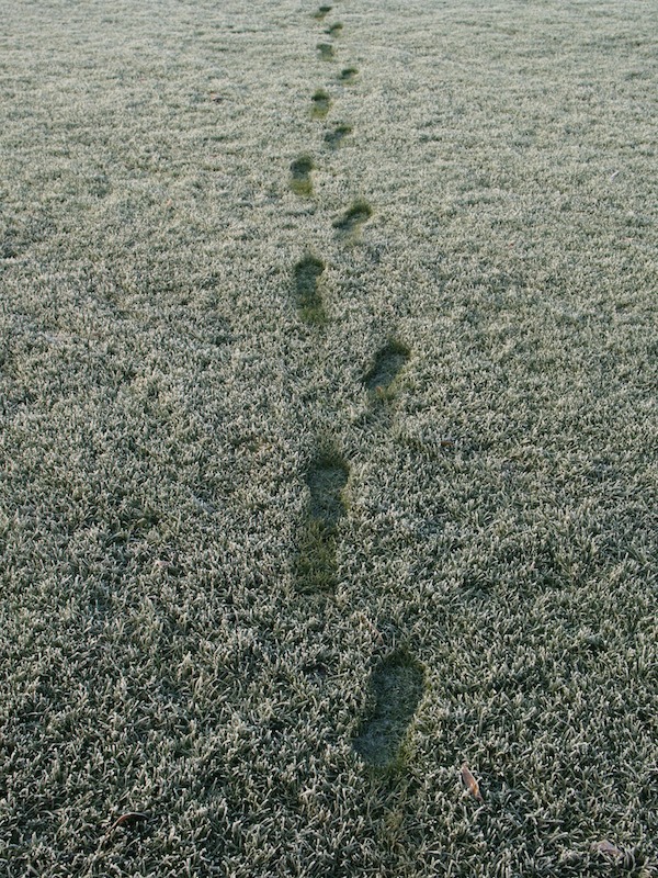 footsteps in frosted grass, The Backs, Trinity College, Cambridge, England