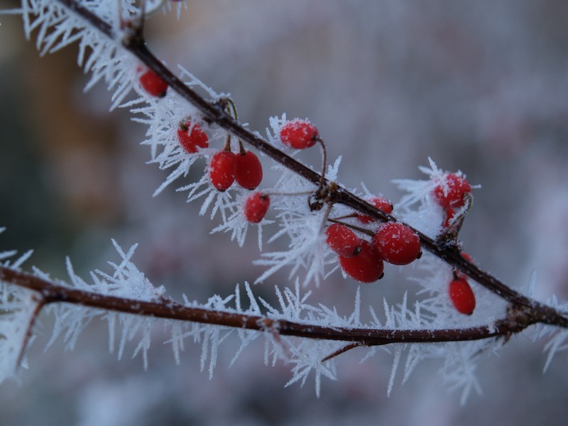 spiky frost on red berries, Fellows' Garden, Trinity College, Cambridge, England