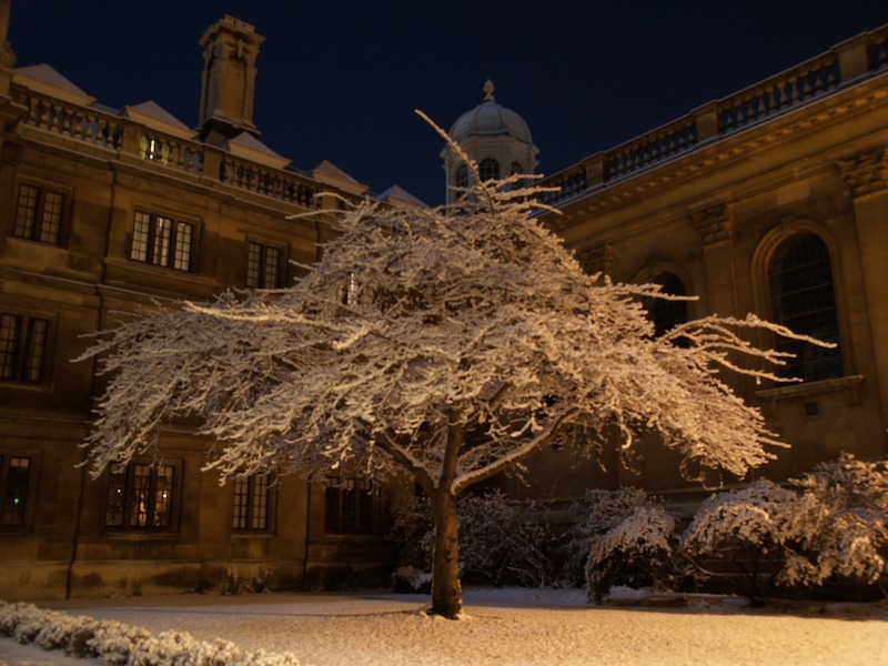 Cherry tree at night, Clare College, Cambridge, England