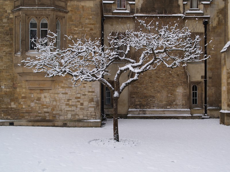 Apple tree, Trinity College, Cambridge, England