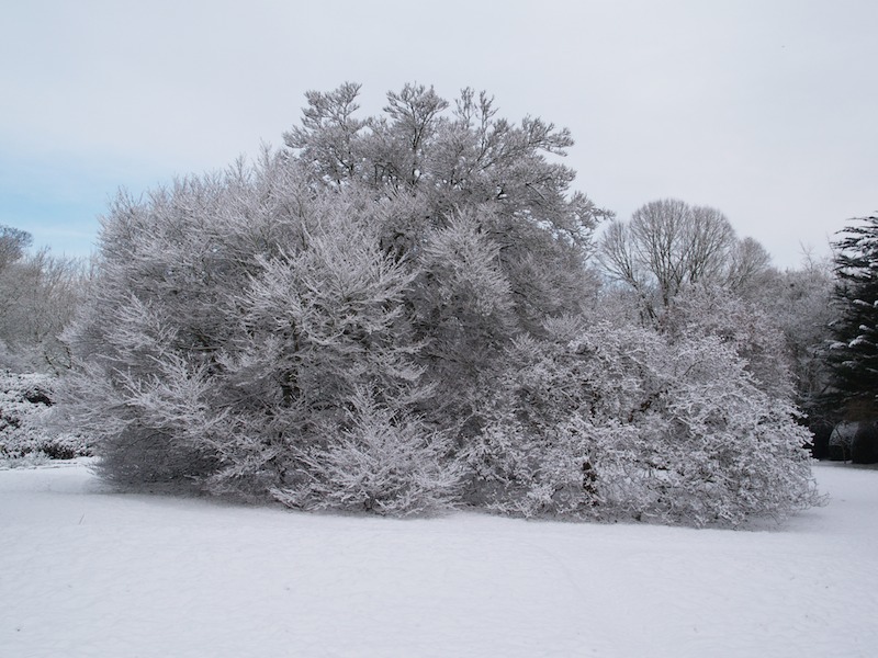 Fern-leaved Beech and Medlar, Fellows' Garden, Trinity College, Cambridge, England