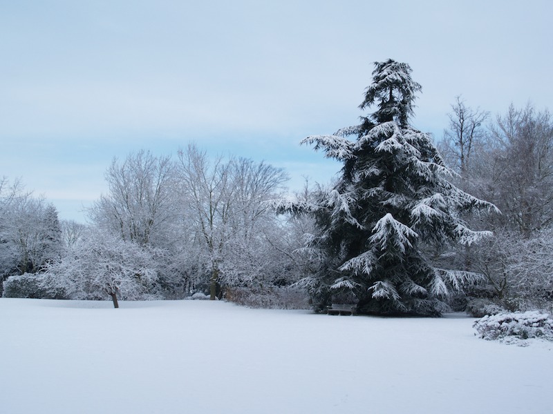 trees bordering main lawn, Fellows' Garden, Trinity College, Cambridge, England