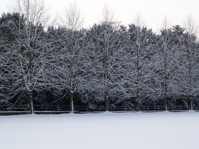 trees, Garret Hostel Lane, Cambridge, England