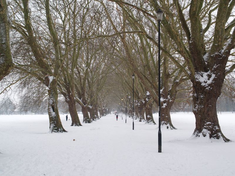 Plane trees, Jesus Green, Cambridge, England
