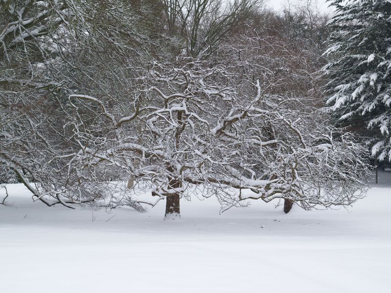 Medlar tree, Fellows' Garden, Trinity College, Cambridge, England