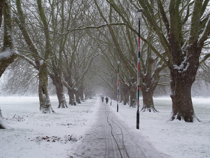 Plane trees in the snow, Jesus Green, Cambridge, England