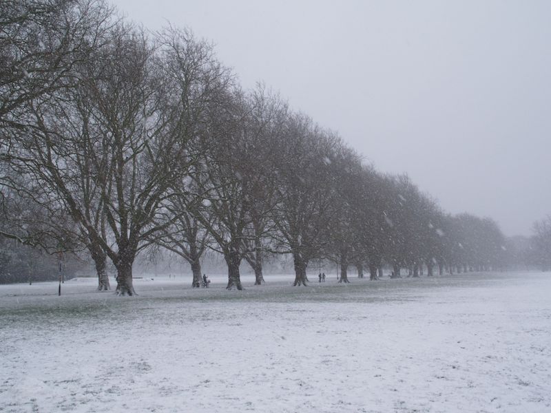 Plane trees in the snow, Jesus Green, Cambridge, England