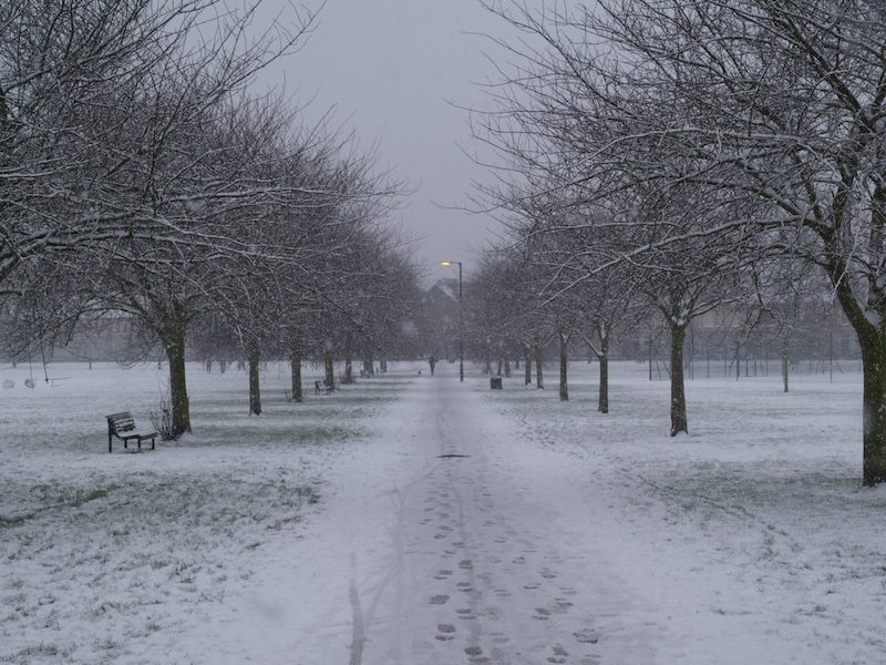 Bird Cherry trees in the snow, Jesus Green, Cambridge, England