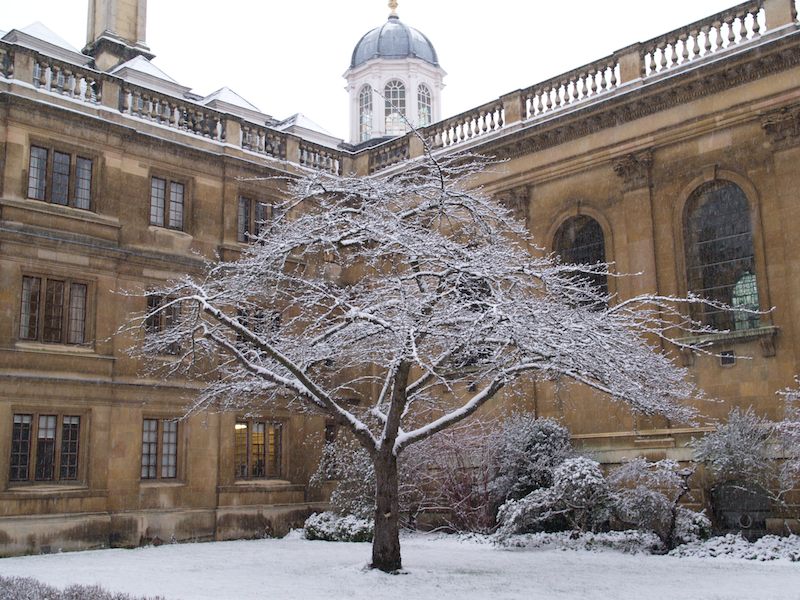 Cherry tree in the snow, Clare College, Cambridge, England