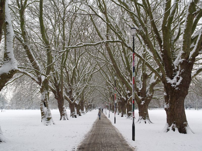 Plane trees, Jesus Green, Cambridge, England
