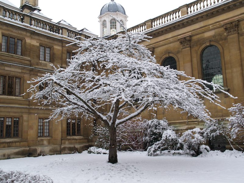 Cherry tree, Clare College, Cambridge, England