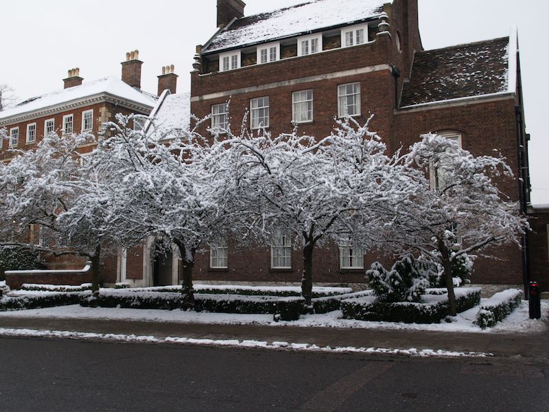 Cherry trees, Trumpington Street, Peterhouse, Cambridge, England