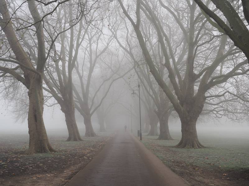 Plane trees in fog, Jesus Green, Cambridge, England