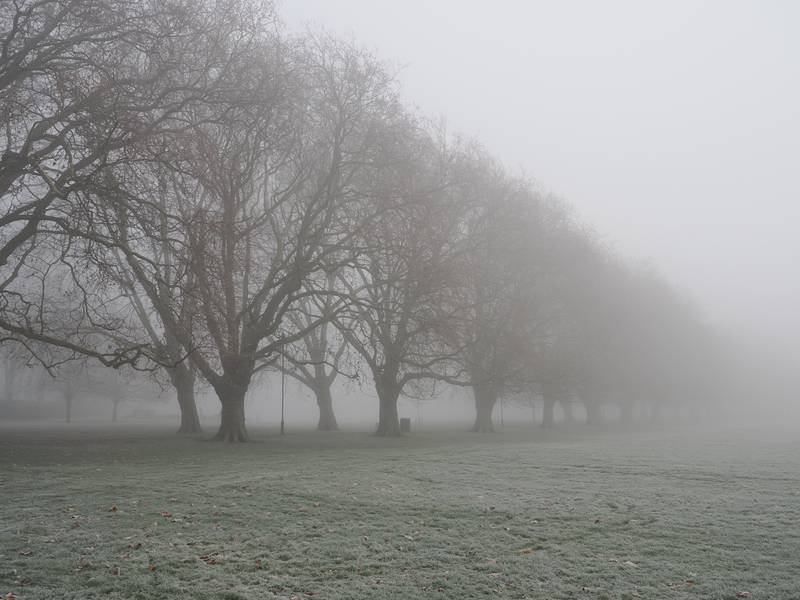 Plane trees in fog, Jesus Green, Cambridge, England