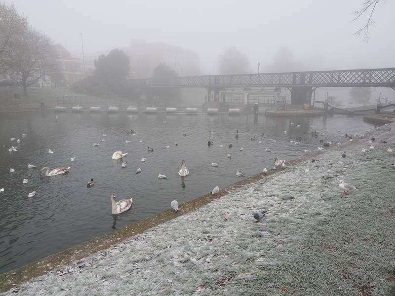 swans, ducks, seagulls and pigeons awaiting food in winter mist, Jesus Lock, Cambridge, England