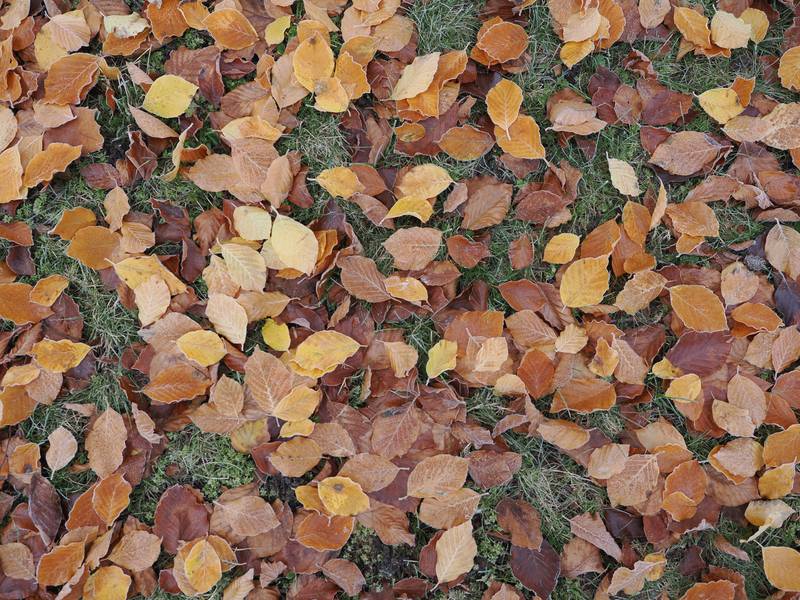 The Avenue, slighty frosted leaves, Trinity College, Cambridge, England