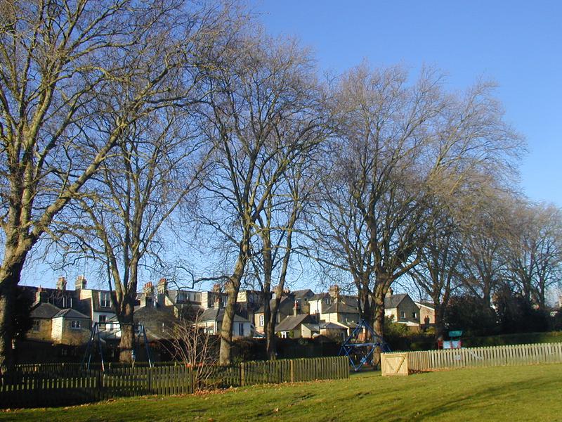 Alexandra Gardens: trees