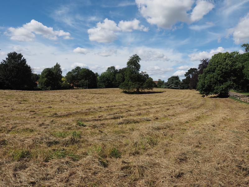 Madingley Road: field