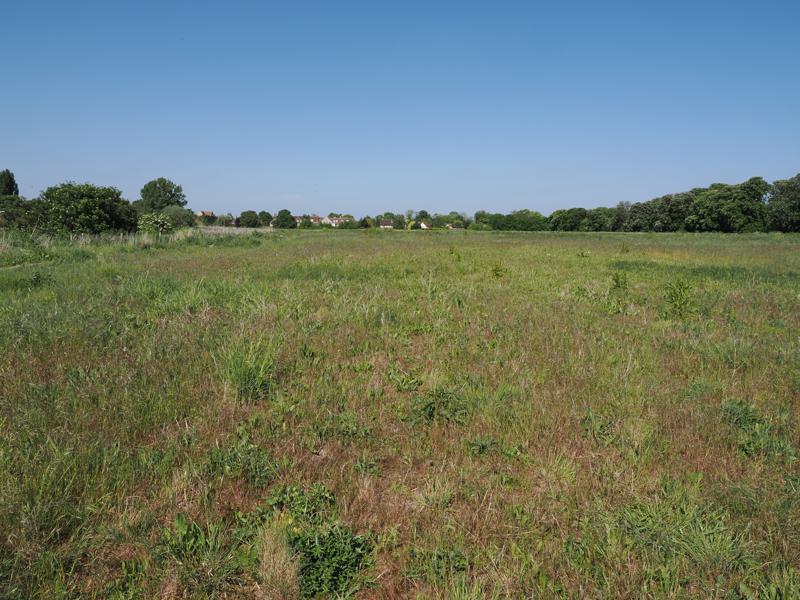 Horse Chestnut Avenue: west paddock