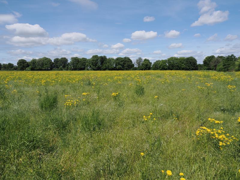 Horse Chestnut Avenue: east paddock