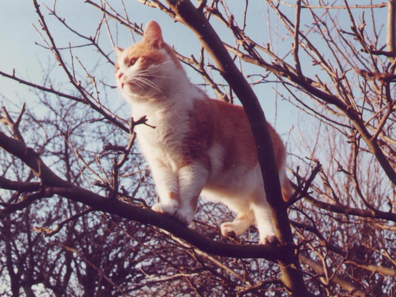 Cambridge, England: Roseford Road: Murmur (the cat) in apple tree