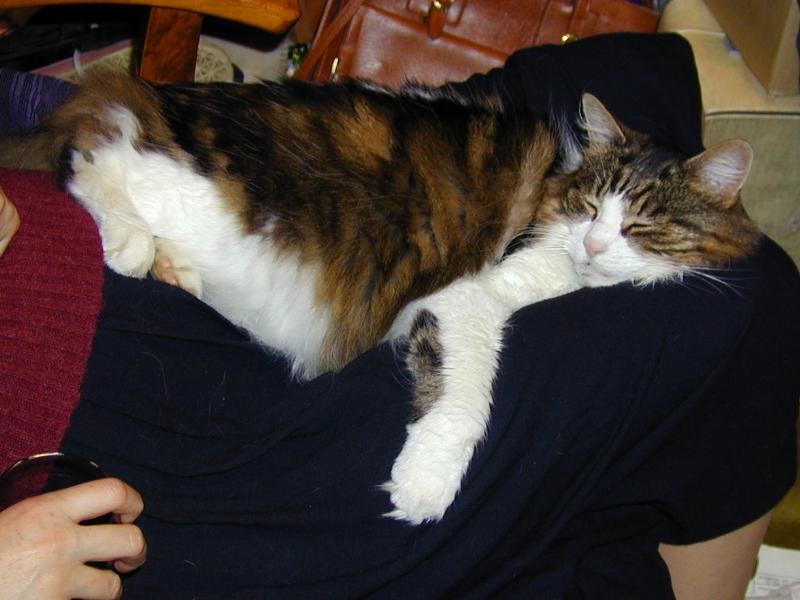 Cambridge, England: Roseford Road: Misty (the cat) sleeping
