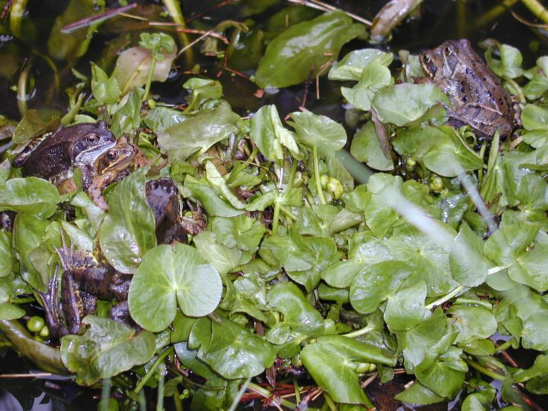 Cambridge, England: Roseford Road: frogs mating in pond
