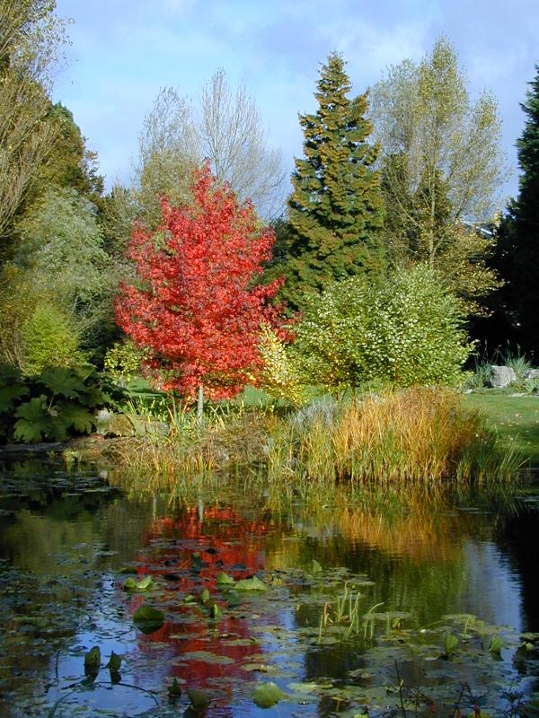 Cambridge, England: Botanic Garden: autumn scene