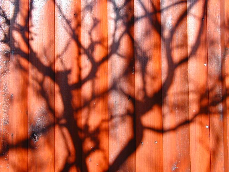 Cambridge, England: Roseford Road: tree shadow on shed