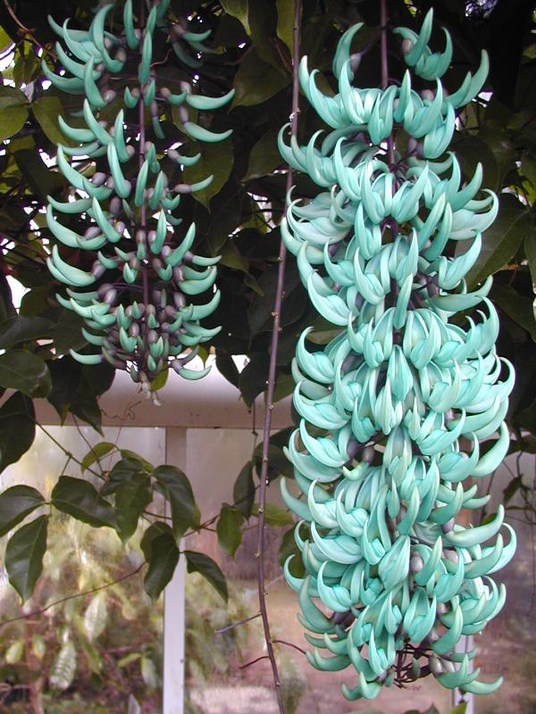 Cambridge, England: Botanic Garden: Jade Vine (Strongylodon macrobotrys)