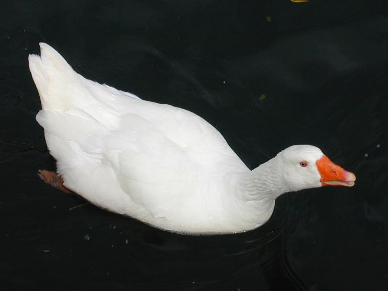 Cambridge, England: Cam: goose