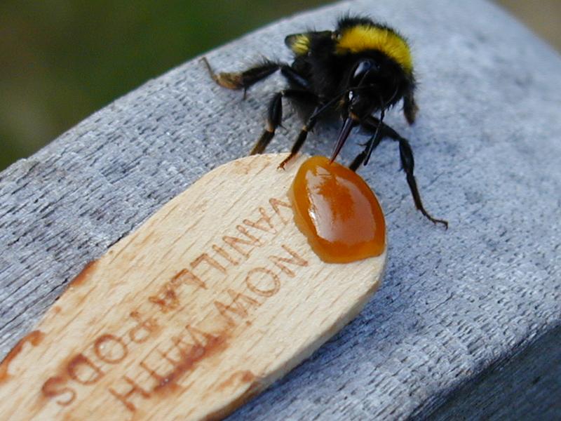 Cambridge, England: Roseford Road: bee sucking honey