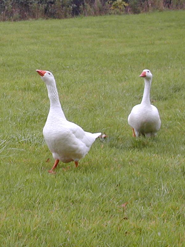 Bouceel, France: Chateau de Bouceel: geese