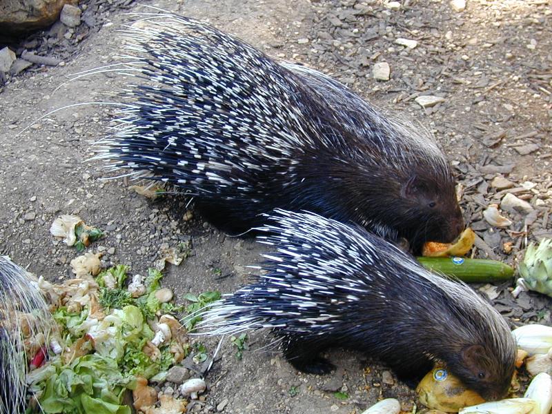Virollet, France: Zoorama: porcupines