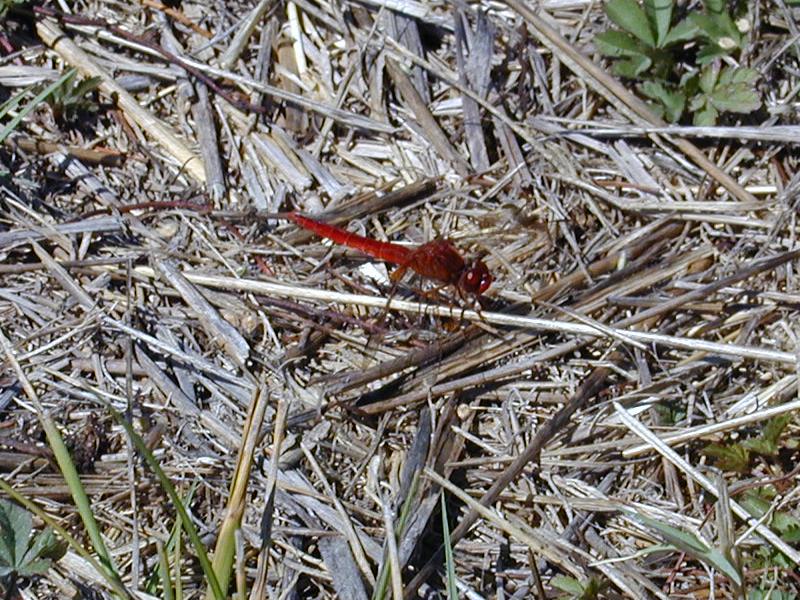 Camargue, France: red dragonfly