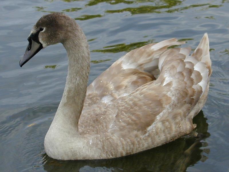 Cambridge, England: Cam: swan