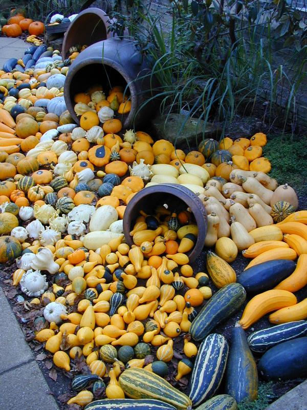 Cambridge, England: Botanic Garden: squashes