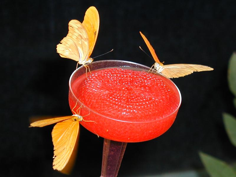 South Deerfield, Massachusetts (MA): Magic Wings: Sulfur butterflies