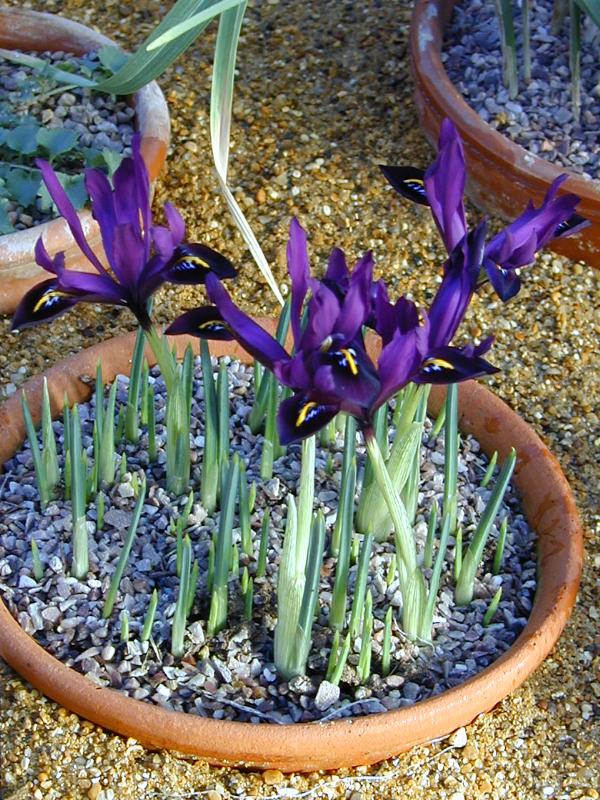 Cambridge, England: Botanic Garden: Iris histriodes