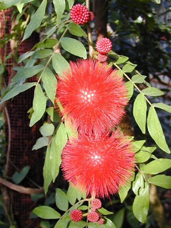 Cambridge, England: Botanic Garden: Powder Puff Tree (Calliandra haematocephala) flower