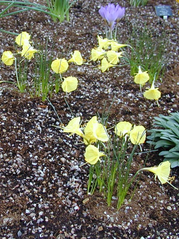 Cambridge, England: Botanic Garden: Narcissus romieuxii