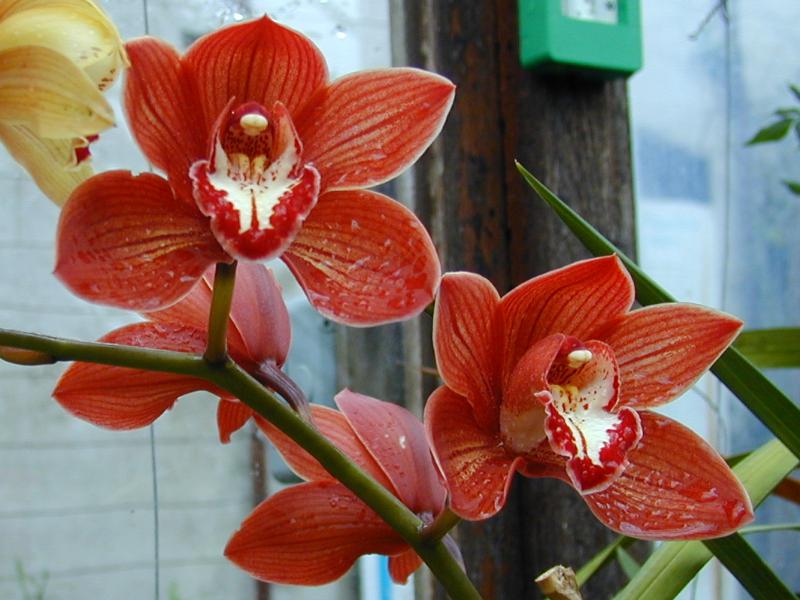 Cambridge, England: Botanic Garden: Orchid (Cymbidium 'Sandridge Torch')
