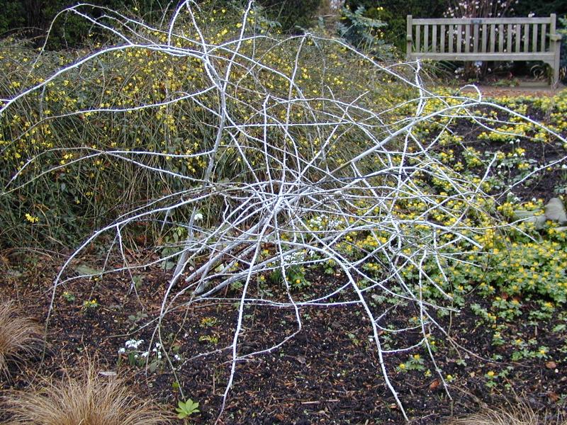 Cambridge, England: Botanic Garden: Silver-stemmed Bramble (Rubus biflorus)