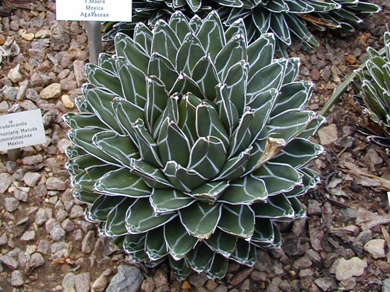 Cambridge, England: Botanic Garden: Agave victoriae-reginae